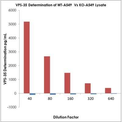 ELISA: Human, Mouse, Rat VPS35 ELISA Kit (Colorimetric) [NBP3-11045] - VPS35 Determination of WT-A549 vs KN-549 Lysates Graph for the VPS35 Kit. Assay Type: Competitive ELISA. Detection Method: Colorimetric Assay.