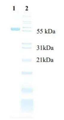 SDS-Page: Human Serum Albumin  Native Protein [NBP1-99598] - SDS-PAGE analysis of reduced and denatured NBP1-99598.