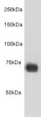 Western Blot: Human Serum Albumin Antibody (8-A3) [NBP2-66895] - Analysis on HSA protein using anti-HSA Mouse mAb.