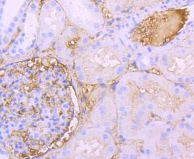 Immunohistochemistry-Paraffin: Human Serum Albumin Antibody (JF32-10) [NBP2-66894] - Analysis of paraffin-embedded human kidney tissue using anti-Albumin antibody. Counter stained with hematoxylin.