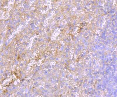 Immunohistochemistry-Paraffin: Human Serum Albumin Antibody (JF32-10) [NBP2-66894] - Analysis of paraffin-embedded human spleen tissue using anti-Albumin antibody. Counter stained with hematoxylin.