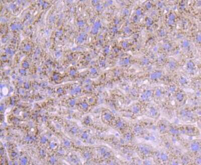 Immunohistochemistry-Paraffin: Human Serum Albumin Antibody (JF32-10) [NBP2-66894] - Analysis of paraffin-embedded mouse liver tissue using anti-Albumin antibody. Counter stained with hematoxylin.