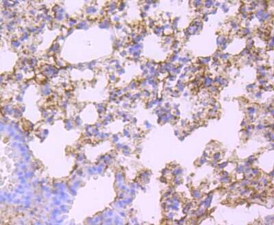 Immunohistochemistry-Paraffin: Human Serum Albumin Antibody (JF32-10) [NBP2-66894] - Analysis of paraffin-embedded mouse lung tissue using anti-Albumin antibody. Counter stained with hematoxylin.