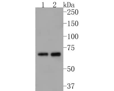 Western Blot: Human Serum Albumin Antibody (JF32-10) [NBP2-66894] - Western blot analysis of Human Serum Albumin on different lysates. Proteins were transferred to a PVDF membrane and blocked with 5% BSA in PBS for 1 hour at room temperature. The primary antibody (1/500) was used in 5% BSA at room temperature for 2 hours. Goat Anti-Rabbit IgG - HRP Secondary Antibody (HA1001) at 1:5,000 dilution was used for 1 hour at room temperature. Positive control: Lane 1: Hela cell lysate Lane 2: HepG2 cell lysate