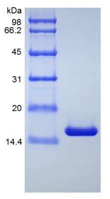 SDS-Page: Human TNF-alpha Variant Protein [NBP2-35082]