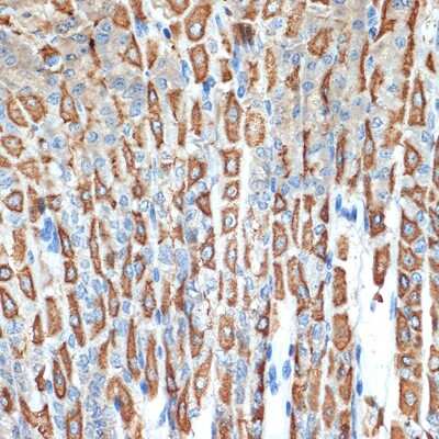 Immunohistochemistry-Paraffin: Hydrogen Potassium ATPase Beta Antibody (3Y1Y1) [NBP3-15739] - Immunohistochemistry of paraffin-embedded mouse stomach using Hydrogen Potassium ATPase Beta Rabbit mAb (NBP3-15739) at dilution of 1:100 (40x lens).Perform microwave antigen retrieval with 10 mM Tris/EDTA buffer pH 9.0 before commencing with IHC staining protocol.