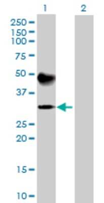 Western Blot: Hydrogen Potassium ATPase Beta Antibody [H00000496-B01P] - Analysis of ATP4B expression in transfected 293T cell line by ATP4B polyclonal antibody.  Lane 1: ATP4B transfected lysate(32.12 KDa). Lane 2: Non-transfected lysate.