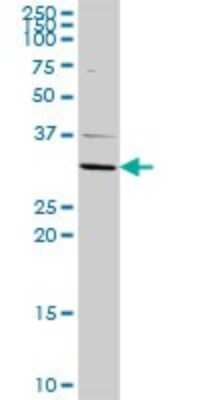 Western Blot: Hydrogen Potassium ATPase Beta Antibody [H00000496-D01P] - Analysis of ATP4B expression in mouse liver.