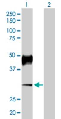 Western Blot: Hydrogen Potassium ATPase Beta Antibody [H00000496-D01P] - Analysis of ATP4B expression in transfected 293T cell line by ATP4B polyclonal antibody.Lane 1: ATP4B transfected lysate(32.12 KDa).Lane 2: Non-transfected lysate.