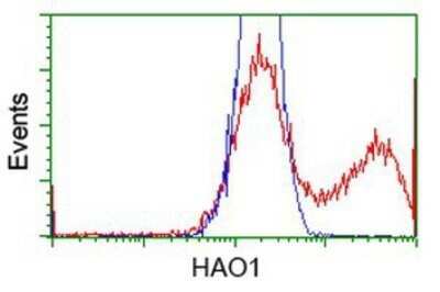 Flow Cytometry: Hydroxyacid Oxidase-1/HAO-1 Antibody (OTI5C3) - Azide and BSA Free [NBP2-71954] - HEK293T cells transfected with either overexpression plasmid (Red) or empty vector control plasmid (Blue) were immunostaining by anti-HAO1 antibody, and then analyzed by flow cytometry.