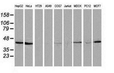 Western Blot: Hydroxyacid Oxidase-1/HAO-1 Antibody (OTI5C3) - Azide and BSA Free [NBP2-71954] - Analysis of extracts (35ug) from 9 different cell lines by using anti-HAO1 monoclonal antibody (HepG2: human; HeLa: human; SVT2: mouse; A549: human; COS7: monkey; Jurkat: human; MDCK: canine; PC12: rat; MCF7: human).