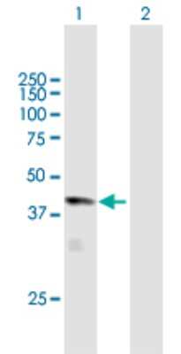 Western Blot: Hydroxyacid Oxidase-1/HAO-1 Antibody [H00054363-B01P] - Analysis of HAO1 expression in transfected 293T cell line by HAO1 polyclonal antibody.  Lane 1: HAO1 transfected lysate(40.7 KDa). Lane 2: Non-transfected lysate.