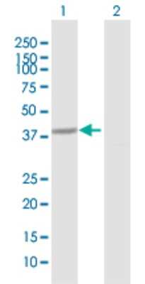 Western Blot: Hydroxyacid Oxidase-1/HAO-1 Antibody [H00054363-D01P] - Analysis of HAO1 expression in transfected 293T cell line by HAO1 polyclonal antibody.Lane 1: HAO1 transfected lysate(40.90 KDa).Lane 2: Non-transfected lysate.