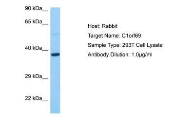 Western Blot: IBA57 Antibody [NBP2-87613] - Host: Rabbit. Target Name: C1ORF69. Sample Tissue: Human 293T Whole Cell lysates. Antibody Dilution: 1ug/ml