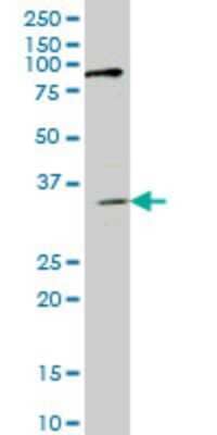 Western Blot: IBRDC1 Antibody (4B1) [H00154214-M01] - IBRDC1 monoclonal antibody (M01), clone 4B1 Analysis of IBRDC1 expression in HepG2.