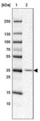 Western Blot: IBRDC1 Antibody [NBP1-88253] - Lane 1: Marker  [kDa] 250, 130, 100, 70, 55, 35, 25, 15, 10.  Lane 2: esophagus