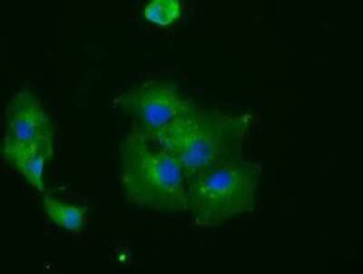 Immunocytochemistry/Immunofluorescence: IBRDC2 Antibody (9H10) [NBP2-02128] Staining of COS7 cells transiently transfected by pCMV6-ENTRY IBRDC2.