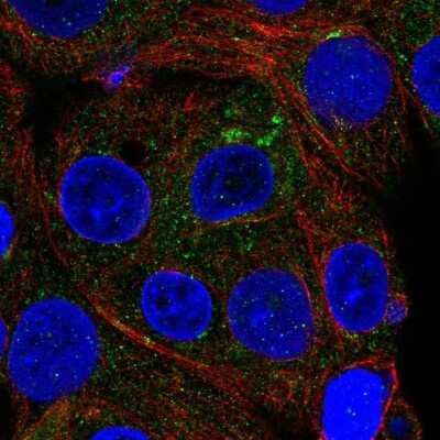 Immunocytochemistry/Immunofluorescence: ICA1 Antibody [NBP2-56868] - Staining of human cell line MCF7 shows localization to cytosol & vesicles. Antibody staining is shown in green.