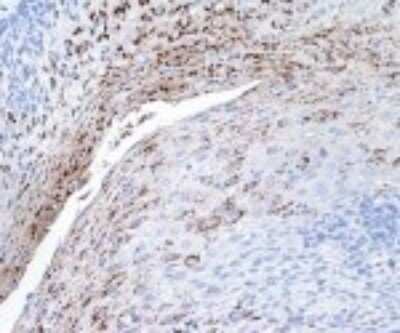 Immunohistochemistry: ICAM-1/CD54 Antibody (117G12.02) [DDX0150P-100] - Staining of human tonsil paraffin section.