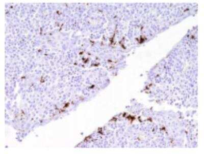 Immunohistochemistry: ICAM-1/CD54 Antibody (117G12.02) [DDX0150P-100] - Tonsil crypt (paraffin) 