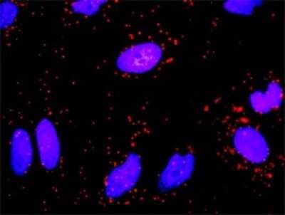 Proximity Ligation Assay: ICAM-1/CD54 Antibody [H00003383-D01P] - Analysis of protein-protein interactions between ICAM1 and FGG. HeLa cells were stained with anti-ICAM1 rabbit purified polyclonal 1:1200 and anti-FGG mouse monoclonal antibody 1:50. Each red dot represents the detection of protein-protein interaction complex, and nuclei were counterstained with DAPI (blue).