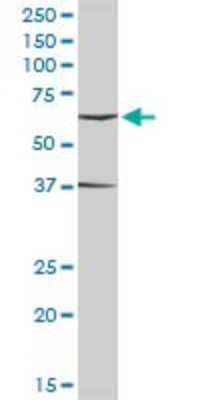 Western Blot: ICAM-1/CD54 Antibody [H00003383-D01P] - Analysis of ICAM1 expression in Hela S3 NE.