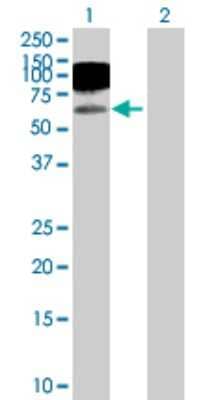 Western Blot: ICAM-1/CD54 Antibody [H00003383-D01P] - Analysis of ICAM1 expression in transfected 293T cell line by ICAM1 polyclonal antibody.Lane 1: ICAM1 transfected lysate(57.80 KDa).Lane 2: Non-transfected lysate.