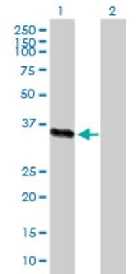 Western Blot: ICAM-2/CD102 Antibody [H00003384-B01P] - Analysis of ICAM2 expression in transfected 293T cell line by ICAM2 polyclonal antibody.  Lane 1: ICAM2 transfected lysate(30.36 KDa). Lane 2: Non-transfected lysate.
