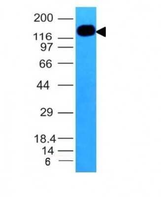 Western Blot: ICAM-3/CD50 Antibody (ICAM3/1019) - Azide and BSA Free [NBP2-47903] - Analysis of HL-60 Cell Lysate using CD50 Monoclonal Antibody (ICAM3/1019)