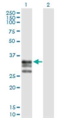 Western Blot: ICAM-4 Antibody [H00003386-D01P] - Analysis of ICAM4 expression in transfected 293T cell line by ICAM4 polyclonal antibody.Lane 1: ICAM4 transfected lysate(29.60 KDa).Lane 2: Non-transfected lysate.