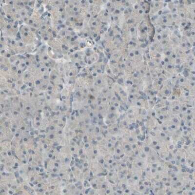 Immunohistochemistry-Paraffin: ICAM-5 Antibody [NBP1-86938] - Staining of human pancreas shows low expression as expected.