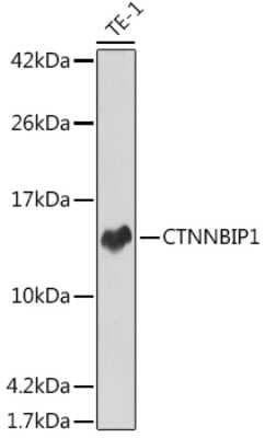 Western Blot: ICAT/CTNNBIP1 Antibody (8F7O5) [NBP3-15319] - Western blot analysis of extracts of TE-1 cells, using ICAT/CTNNBIP1 antibody (NBP3-15319) at 1:1000 dilution. Secondary antibody: HRP Goat Anti-Rabbit IgG (H+L) at 1:10000 dilution. Lysates/proteins: 25ug per lane. Blocking buffer: 3% nonfat dry milk in TBST. Detection: ECL Basic Kit. Exposure time: 1s.