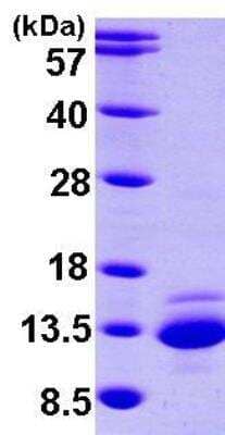 SDS-PAGE Recombinant Human ICAT/CTNNBIP1 His Protein