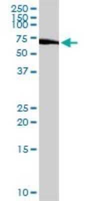 Western Blot: ICB1 Antibody [H00009473-D01P] - Analysis of C1orf38 expression in K-562.