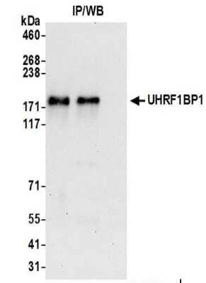 Immunoprecipitation: ICBP90 Binding Protein 1 Antibody [NBP2-37702] - Whole cell lysate (0.5 or 1.0 mg per IP reaction; 20% of IP loaded) from 293T cells prepared using NETN lysis buffer.   Affinity purified rabbit anti-UHRF1BP1 antibody used for IP at 6 ug per reaction.  UHRF1BP1 was also immunoprecipitated by rabbit anti-UHRF1BP1 antibody.  For blotting immunoprecipitated UHRF1BP1, was used at 1 ug/ml.    Detection: Chemiluminescence with an exposure time of 30 seconds.