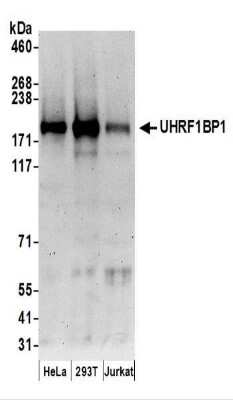 Western Blot: ICBP90 Binding Protein 1 Antibody [NBP2-37702] - Whole cell lysate (50 ug) from HeLa, 293T, and Jurkat cells prepared using NETN lysis buffer.  Affinity purified rabbit anti-UHRF1BP1 antibody used for WB at 0.4 ug/ml.    Detection: Chemiluminescence with an exposure time of 3 minutes.