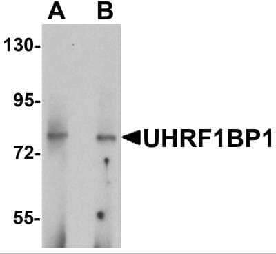 Western Blot ICBP90 Binding Protein 1 Antibody - BSA Free