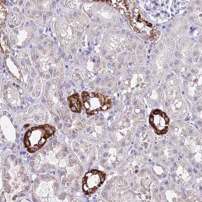 Immunohistochemistry ICEBERG Antibody