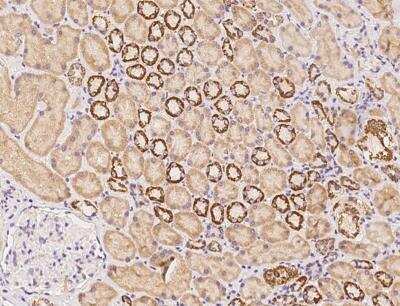 Immunohistochemistry-Paraffin: ICEBERG Antibody [NBP3-06510] - Staining of human CARD18 in human kidney with rabbit polyclonal antibody at 1:100 dilution.