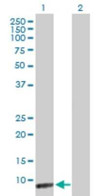 Western Blot ICEBERG Antibody