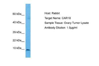 Western Blot ICEBERG Antibody