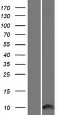 Western Blot ICEBERG Overexpression Lysate