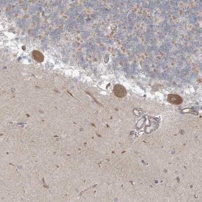 Immunohistochemistry-Paraffin: ICMT Antibody [NBP1-91795] - Staining of human cerebellum shows moderate cytoplasm granular positivity in Purkinje cells.