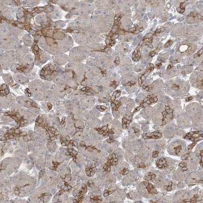 Immunohistochemistry-Paraffin: ICMT Antibody [NBP1-91795] - Staining of human pancreas shows moderate positivity in exocrine glandular cells.