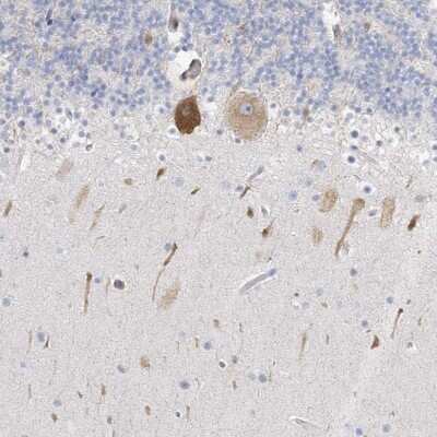 Immunohistochemistry-Paraffin: ICMT Antibody [NBP2-38198] - Staining of human cerebellum shows moderate cytoplasmic positivity in Purkinje cells.