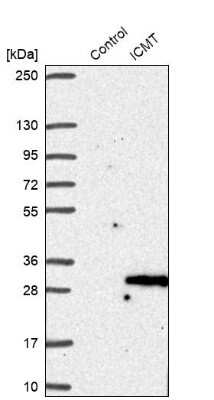 Western Blot ICMT Antibody