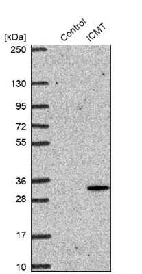 Western Blot: ICMT Antibody [NBP2-38198] - Analysis in control (vector only transfected HEK293T lysate) and ICMT over-expression lysate (Co-expressed with a C-terminal myc-DDK tag (3.1 kDa) in mammalian HEK293T cells).