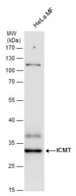 Western Blot ICMT Antibody