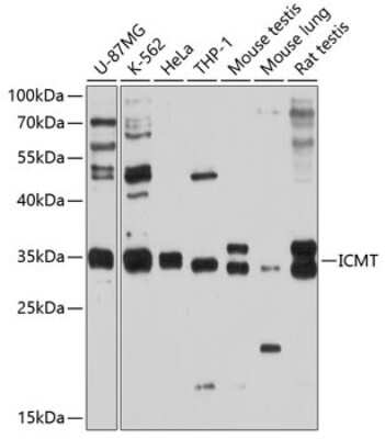 Western Blot: ICMT Antibody [NBP3-04787] - Analysis of extracts of various cell lines, using ICMT antibody at 1:1000 dilution. Secondary antibody: HRP Goat Anti-Rabbit IgG (H+L) at 1:10000 dilution. Lysates/proteins: 25ug per lane. Blocking buffer: 3% nonfat dry milk in TBST. Detection: ECL Basic Kit