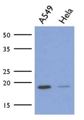 Western Blot: ICT Antibody (1E9) [NBP2-42633] - Analysis in cell lysates